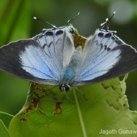 Tajuria cippus Fabricius, 1798